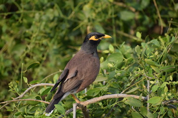 The common Myna OR Indian Myna - Member of the sturnidae family and is native to Asia