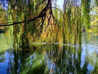 under the willow © Sergey Tonkonogov