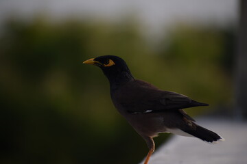 The common Myna OR Indian Myna - Member of the sturnidae family and is native to Asia.