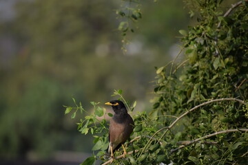 The common Myna OR Indian Myna - Member of the sturnidae family and is native to Asia.