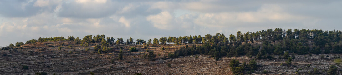 A Pine Forest under a Cloudy Sky