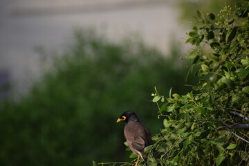 The common Myna OR Indian Myna - Member of the sturnidae family and is native to Asia.