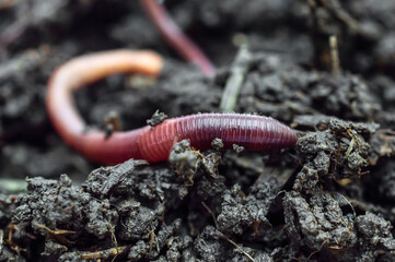 Red earthworms on the compost. Close up.