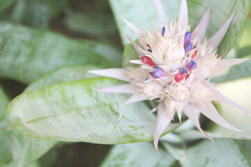 Close up of Bromeliad or Urn Plant blooming in the garden.
