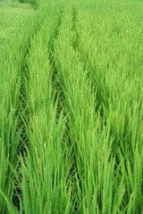 Obraz premium 日本の夏の稲の緑が広がる水田