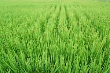 日本の夏の稲の緑が広がる水田