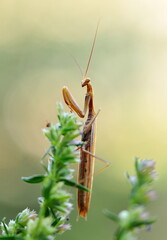 Mantis religiosa