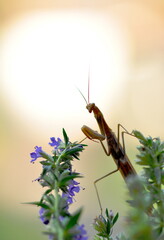 Mantis religiosa