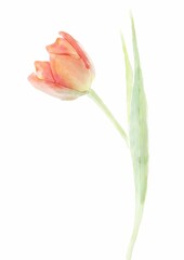 Red tulip on white, watercolor drawing