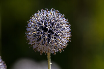 Blooming flower in the garden