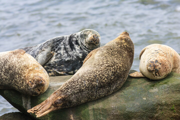 Sea lion on rock at Gaspe, Quebec, Canada