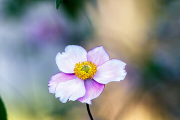 Fototapeta premium Blooming flower in the garden