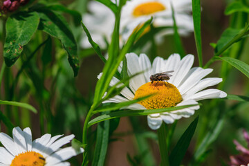 Obraz premium There is a fly on a daisy!