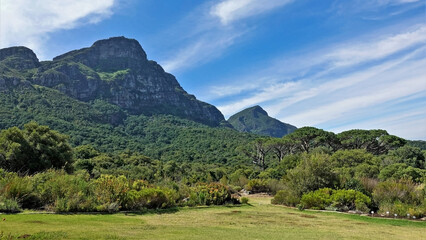 Fototapeta na wymiar Picturesque mountain peaks against the blue sky. On the slopes there is a green forest. In the foreground is a lawn, tropical vegetation. Kirstenbosch Botanical Garden. Cape Town. South Africa.