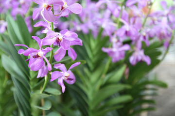 Close up of beautiful purple orchid flowers is blooming in the garden.