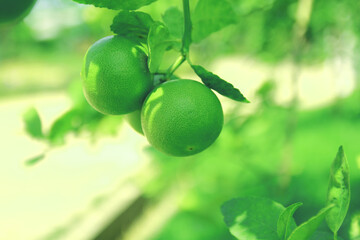 Close up of green lemon hanging on tree in the garden.