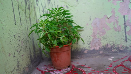 Beautiful small Cactus plant for home interior. Indoor plant for decoration and fragmentation. Nature and Ecology concept.
