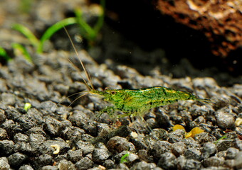 Neocaridina davidii