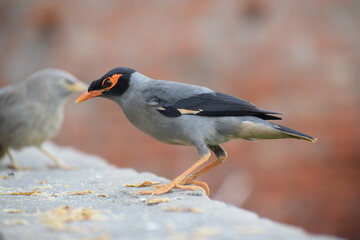 The common Myna OR Indian Myna - Member of the sturnidae family and is native to Asia.