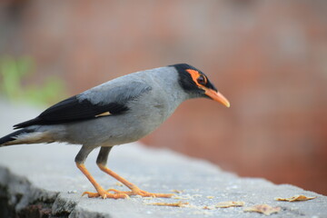 The common Myna OR Indian Myna - Member of the sturnidae family and is native to Asia.