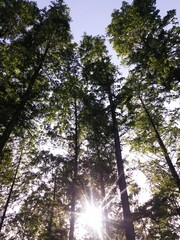 Metasequoia tree and Sunlight