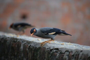 The common Myna OR Indian Myna - Member of the sturnidae family and is native to Asia.