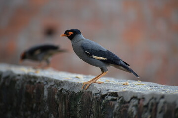 The common Myna OR Indian Myna - Member of the sturnidae family and is native to Asia.