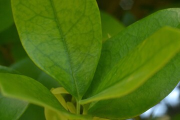 close up of green leaves