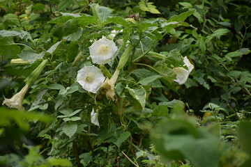 Datura is a genus of nine species of poisonous Vespertine flowering plants from family Solanaceae.
Commonly known as thornapples or jimsonweeds but are also known as devil's trumpets.
