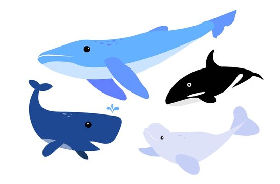 Vector cartoon of 4 different whale: Blue Whale, Sperm Whale, Beluga Whale, Killer Whale