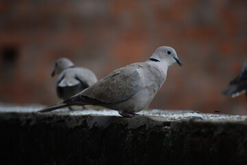 Eurasian collared dove (streptopelia decaocto) native to Europe and asia captured sitting on branch...