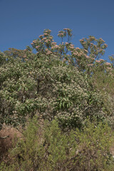 Candeia Trees in Brazil