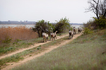 A Siberian Husky pack is running at the dirt road. All five dogs in the group have dirty wet grey...