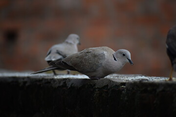 Eurasian collared dove (streptopelia decaocto) native to Europe and asia captured sitting on branch in Asian country of India and state of Gujarat