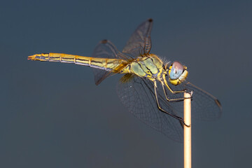 Female red-veined darter, Sympetrum fonscolombii, resting on a twig