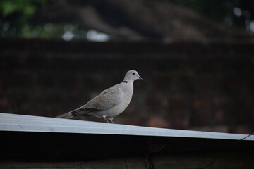 Eurasian collared dove (streptopelia decaocto) native to Europe and asia captured sitting on branch in Asian country of India and state of Gujarat