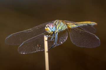 Female red-veined darter, Sympetrum fonscolombii, resting on a twig