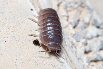 Roly poly bug, Armadillidium vulgare, walking on a concrete floor under the sun