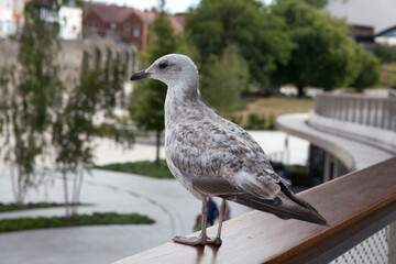 A young Herring Gull at West Quay in Southampton, Hampshire in the United Kingdom