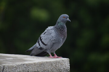 Indian Pigeon OR Rock Dove - The rock dove, rock pigeon, or common pigeon is a member of the bird family Columbidae. In common usage, this bird is often simply referred to as the 