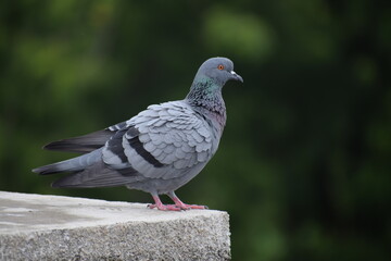 Indian Pigeon OR Rock Dove - The rock dove, rock pigeon, or common pigeon is a member of the bird family Columbidae. In common usage, this bird is often simply referred to as the 