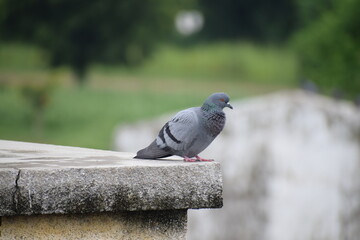 Fototapeta premium Indian Pigeon OR Rock Dove - The rock dove, rock pigeon, or common pigeon is a member of the bird family Columbidae. In common usage, this bird is often simply referred to as the 