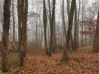 Obraz premium Forêt de Bonnelles 