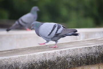 Indian Pigeon OR Rock Dove - The rock dove, rock pigeon, or common pigeon is a member of the bird family Columbidae. In common usage, this bird is often simply referred to as the 