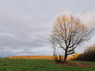 Arbre (Bonnelles)