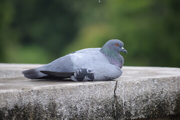 Indian Pigeon OR Rock Dove - The rock dove, rock pigeon, or common pigeon is a member of the bird family Columbidae. In common usage, this bird is often simply referred to as the "pigeon".
