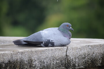 Indian Pigeon OR Rock Dove - The rock dove, rock pigeon, or common pigeon is a member of the bird family Columbidae. In common usage, this bird is often simply referred to as the 