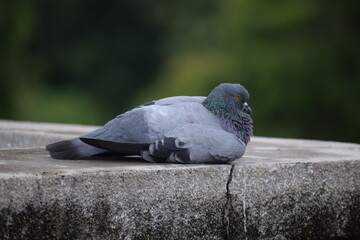 Indian Pigeon OR Rock Dove - The rock dove, rock pigeon, or common pigeon is a member of the bird family Columbidae. In common usage, this bird is often simply referred to as the 