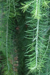 green long branch bush background