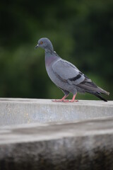 Indian Pigeon OR Rock Dove - The rock dove, rock pigeon, or common pigeon is a member of the bird family Columbidae. In common usage, this bird is often simply referred to as the 